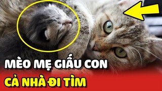 Cả nhà HỐT HOẢNG vì mèo mẹ suốt ngày mang con ĐI GIẤU 😂 | Yêu Lu