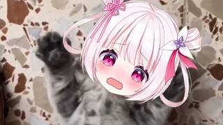 Cats will meow when they are comfortable!!!