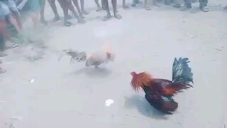 bigtym ang kalaban 22k ang pusta mananalo dw ang manok nila 🤣🤣🤣
