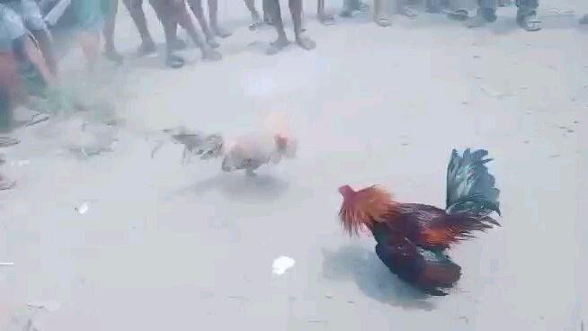 bigtym ang kalaban 22k ang pusta mananalo dw ang manok nila 🤣🤣🤣