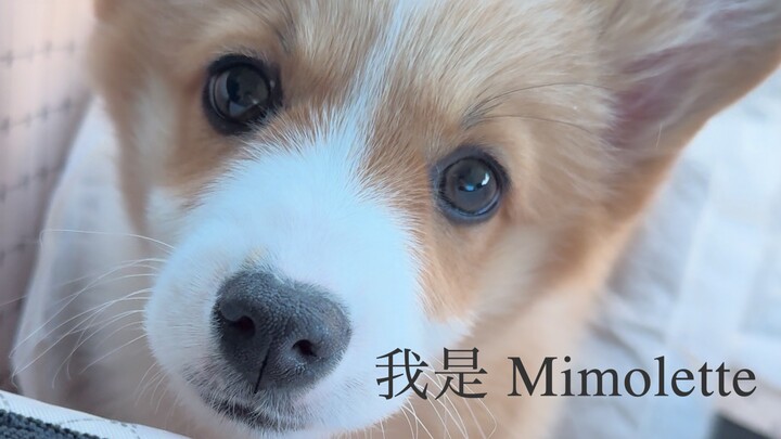 你好，我是 Mimolette