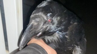 This raven's temper is getting better and better. Could it be that it has grown up and become more s