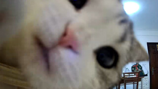 Kitten curious about the camera