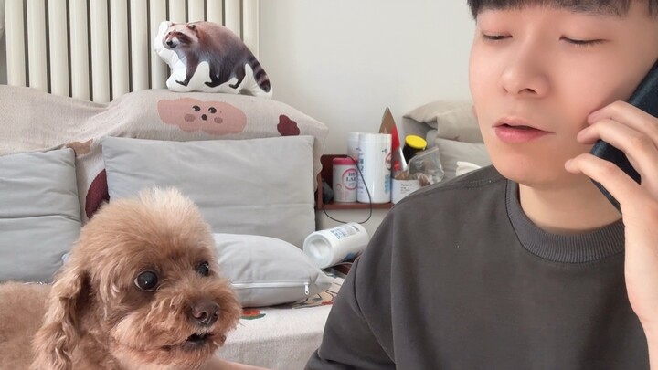 Giả vờ gọi điện để nói những từ nhạy cảm về cún cưng～#Thú_cưng_Dễ_Thương #Chó_Cưng #Bảng_Tôn_Vinh_Hà