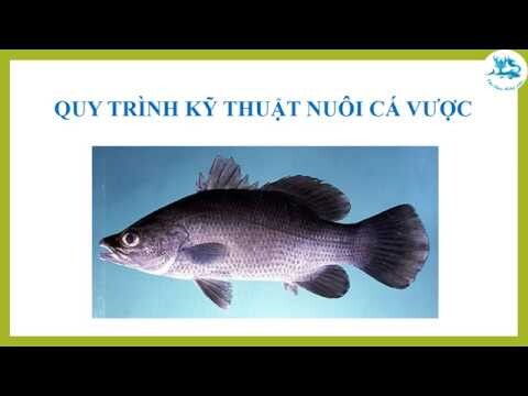 QUY TRÌNH KỸ THUẬT NUÔI CÁ VƯỢC