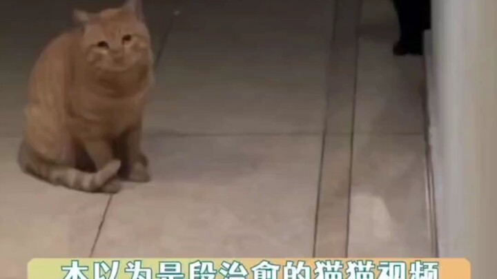 The delivery driver’s hard-earned peace of mind was finally shattered #kitten