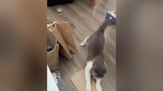 Lau nhà thì mới có pate ăn cat catsoftiktok fyp foryou