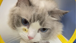 The cat suffered from a congenital pericardial hernia, but luckily Dr. Liu worked his magic and brou