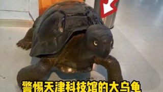 天津科技馆 的大乌龟不要随便坐，容易社死