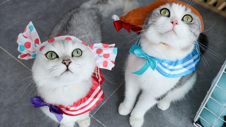 女主人玩扭蛋，一口气给4只猫换30套衣服，把猫都搞懵了