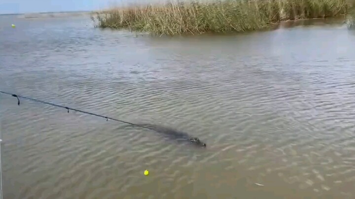 لا يمكن أن ندللها، تباً لها