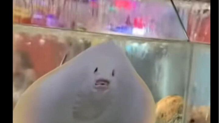 سمكة الشيطان أصبحت روحًا حية، يا لها من رائعة!