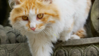 Encountering Cute Cats by Chance at Wenshu Monastery in Chengdu