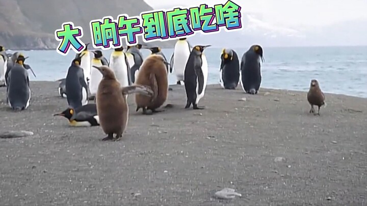 Penguin: What is it like to have a fat son who can eat!