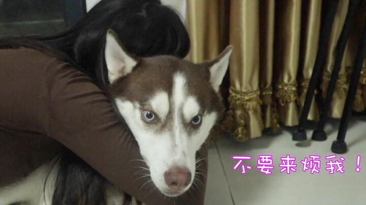 The female owner hugs the Husky, the male owner hugs the Husky—the difference in status is plain to 