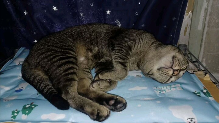 นอนเบาะเย็นๆๆ