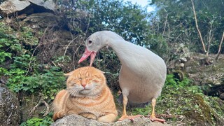 Kucing yang menyebalkan itu ada di sini lagi