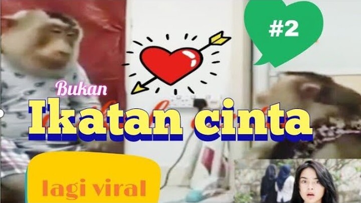 MONYET LUCU BIKIN NGAKAK‼️