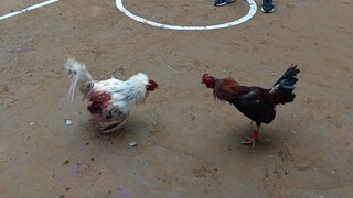 Naka 3 points pa🐓 Boss Bambe