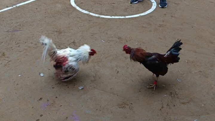 Naka 3 points pa🐓 Boss Bambe