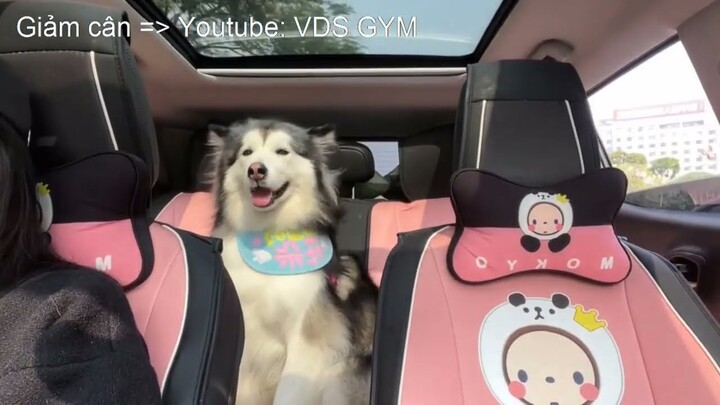 Collection of naughty moments of Alaskan dogs when returning home attracts millions of views#1