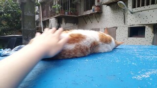 The wild cat was robbed while sleeping on the roof of the car, and everyone laughed when he woke up!
