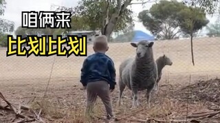 مقاطع الفيديو الممتعة للحيوانات!