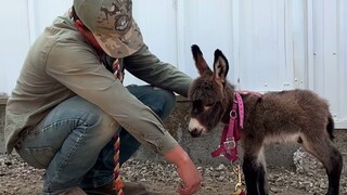 这是不用拉磨的驴，而我是要加班的牛马！