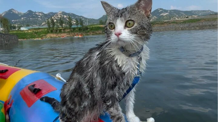 Dola’s cat life never imagined he’d be floating on the water for two whole hours. My husband said we