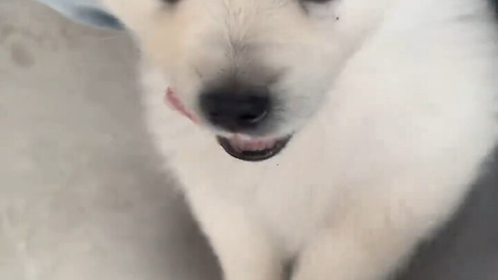 On the Puppy Hissing Madly as Soon as It Gets Home