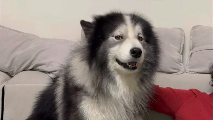 Anjing yang Ditinggalkan Kucing Betapa Kasihannya