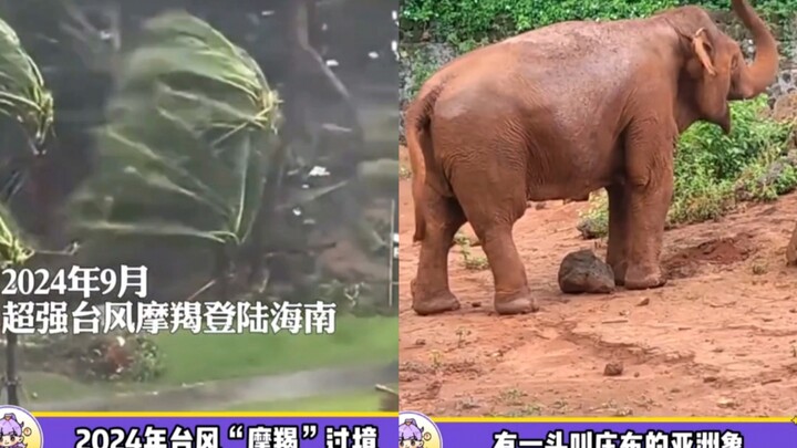 ช้างทนพายุไต้ฝุ่นมาสิบปี น่าสงสารจริงๆ ดูอย่างฉางหลงสิ ต่างกันราวฟ้ากับเหวเลย