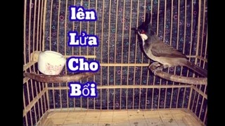 Chào Mào Hót đấu.luyện giọng chào mào hót buổi sáng căng giọng . hót giọng xoắn#chàomàohótđấu
