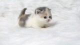 [Cats] This Is A Cuteness Overload Video With Kitten!