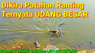 Dikira Patahan Ranting Ternyata UDANG BESAR