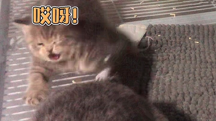 Kucing kecil: Cepat atau lambat pasti ‘mati’ di bawah ekor ibu!