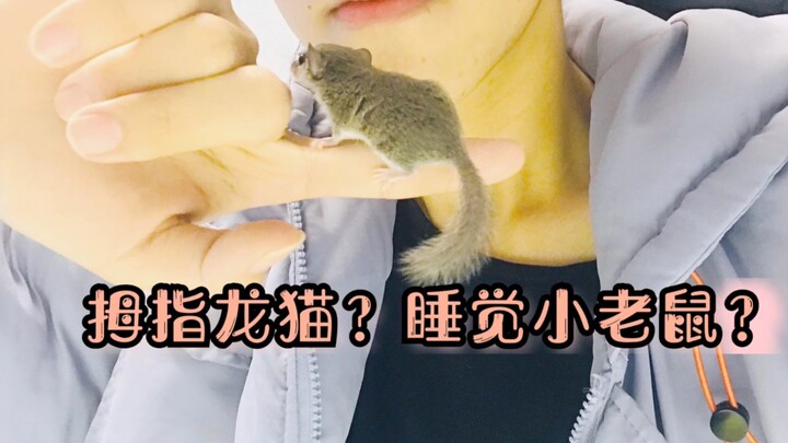 【หลินเหยียน】การเลี้ยงโตโตโรน้อยหัวแม่มือที่ติดคุณสุดๆ เป็นอย่างไรนะ