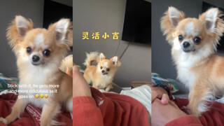 Tiểu Cát tràn đầy năng lượng🤣🤣