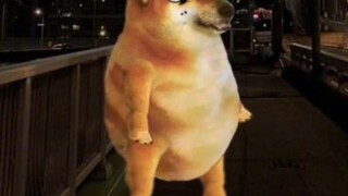 Đúng không có tiền gái nó chê