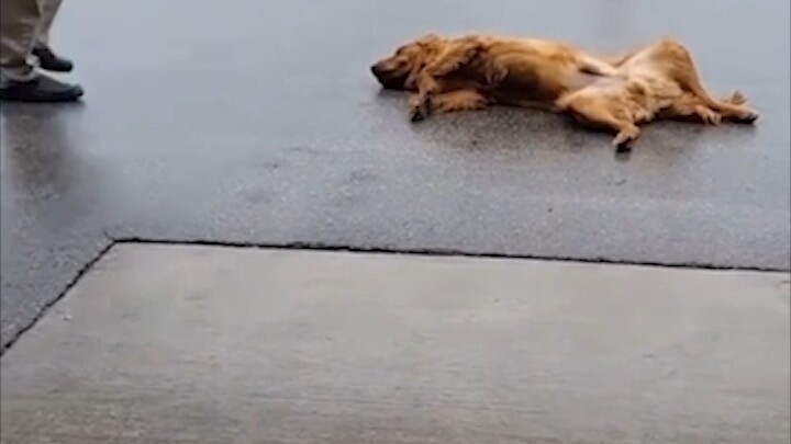 น้องหมาแค่อยากเล่นต่ออีกหน่อยเอง! น้องหมาทำผิดอะไรล่ะ!