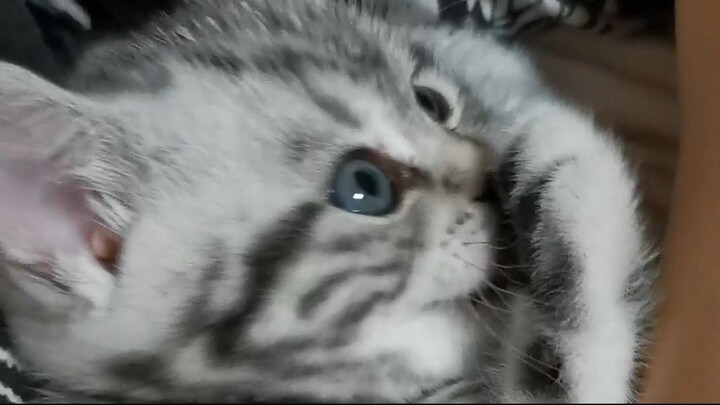 可爱的小猫 cute kitten