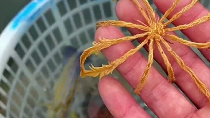 นึกว่าเป็นพืช ที่แท้เป็นสัตว์! เมื่อปลาดาวขนนกโดนน้ำ ก็พลันร่ายรำอย่างอ่อนโยน ชาวเน็ตต่างฮือฮา: “神奇ม