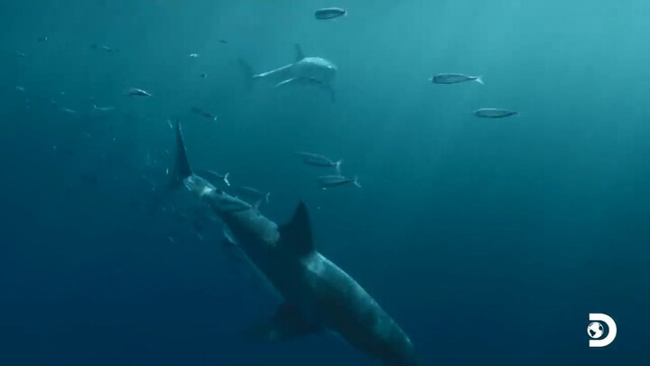 Diver Performs Ultrasounds on :Watch Full Movie Link in Description