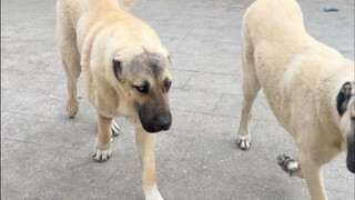 Wah! Saya bisa mengelus dua anjing Kangal raksasa. Pemiliknya baik sekali mengizinkan saya mengelus 