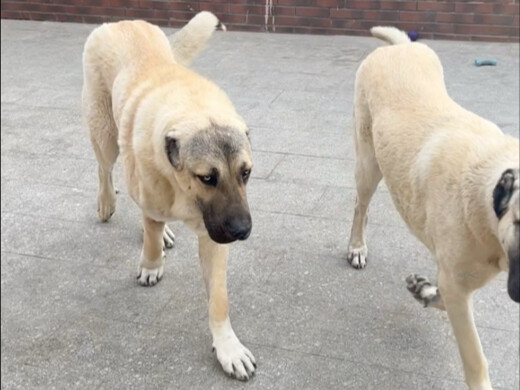 Trời ơi! Mình được vuốt ve hai chú chó Kangal khổng lồ. Chủ của chúng thật tốt bụng khi cho mình vuố