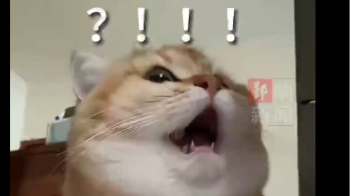 ตอนกำลังกินข้าวอยู่ น้องแมวก็ได้ยินเสียงดังสนั่น แล้วแทนที่จะเลือกว่าจะกินต่อหรือไม่ ก็กลับตื่นตระหน