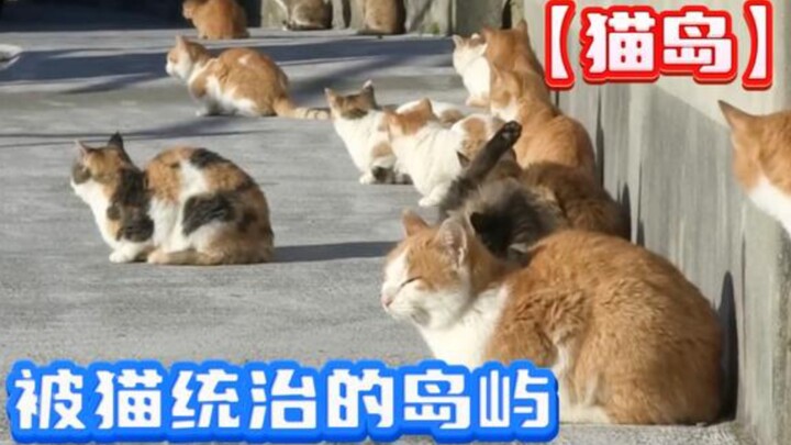 Tens of thousands of cats live together on a small island, and the mice are desperate: who on earth 
