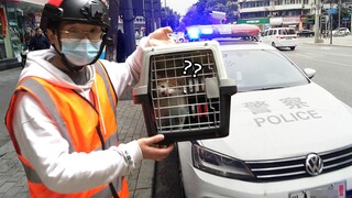 B站唯一一只误闯高架，被警车带走的猫！