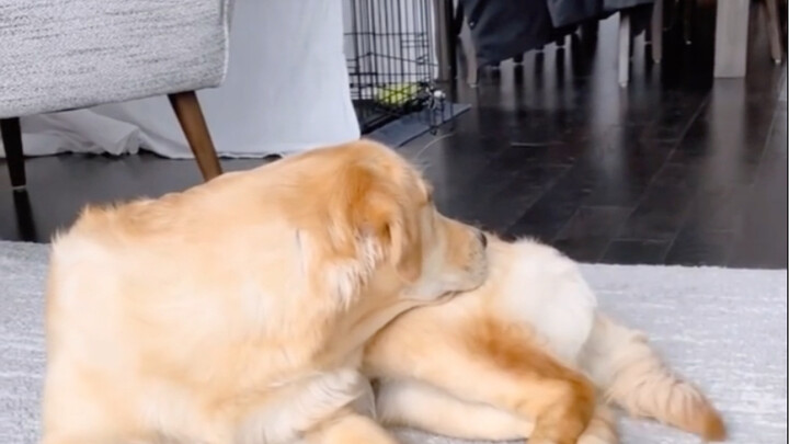What if puppies could keep a diary..?