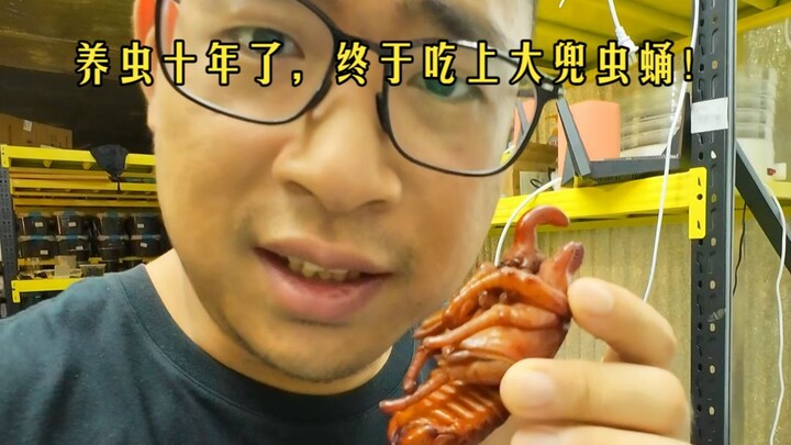 Satisfying my curiosity: What does a giant hawk moth pupa taste like?